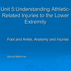 Chapter 15 worksheet the ankle and lower leg