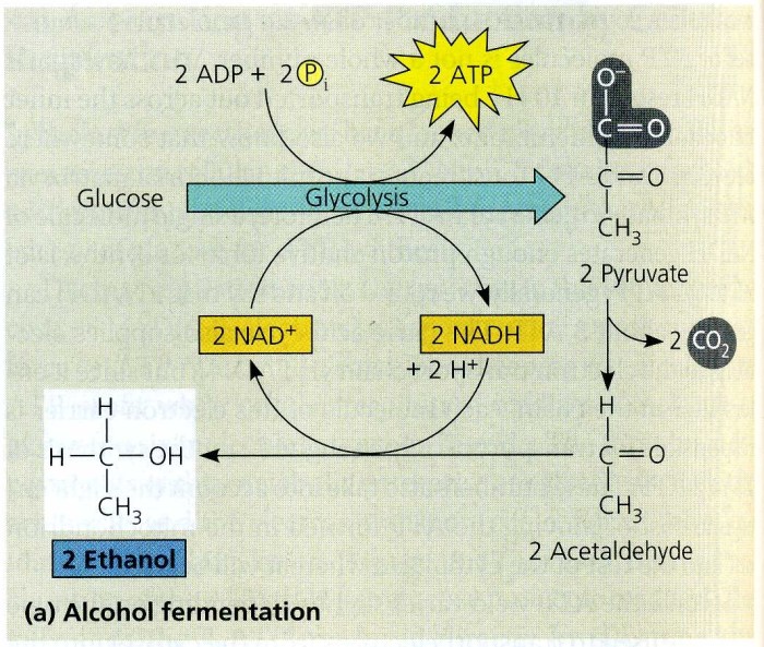 Campbell 8th biology edition