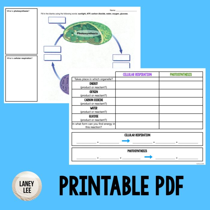 Photosynthesis graphic organizer answer key