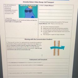 Amoeba sisters video recap cell transport answer key