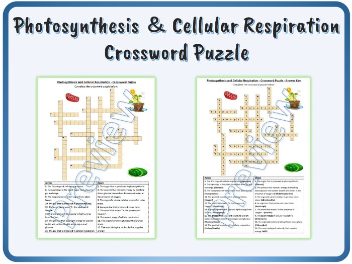 Cellular respiration and photosynthesis crossword puzzle