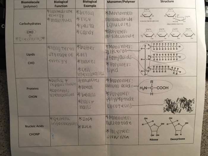 Amoeba sisters video recap cell transport answer key