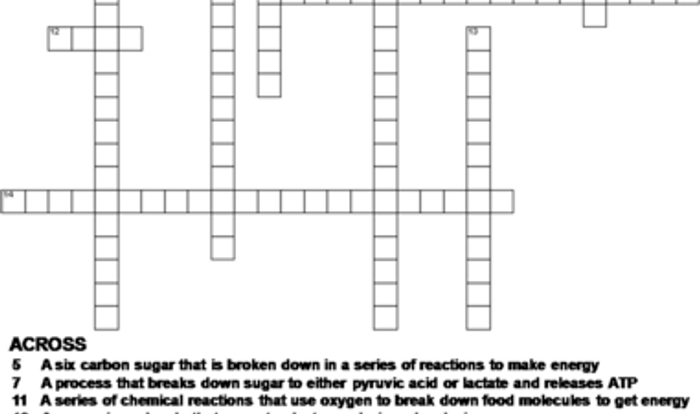 Cellular respiration and photosynthesis crossword puzzle